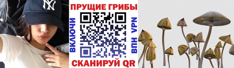 наркошоп  Бокситогорск  кракен рабочий сайт  Псилоцибиновые грибы Cubensis 